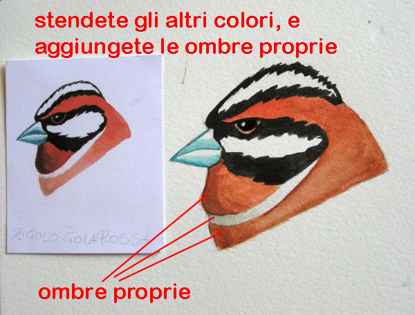 corso di disegno naturalistico 5 lezione